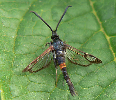 Adult female of the clearwing moth