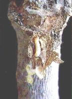 Larvae of clearwing moth