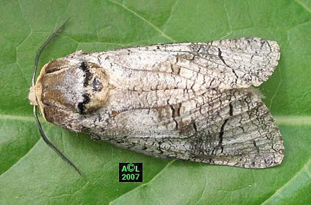 Adult of goat moth