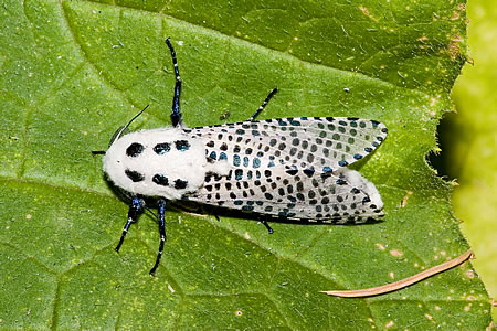 Adult of the leopard moth