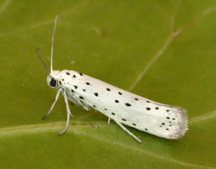 Adult of the apple ermine