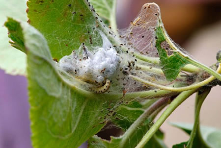 Nest with apple ermine larvae at the top of an apple shoot