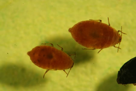 Adult individuals of the wooly apple aphid