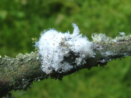 Colony of the wooly apple aphid insect on an apple tree arm
