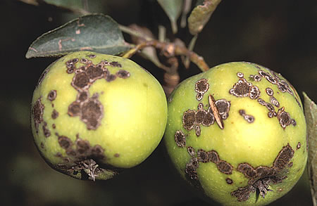 Symptoms on apple fruit of the fungus apple scab