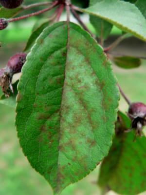 Scales on apple leaf from apple scab fungus attack