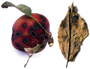 Apple fruit and leaf affected by fire blight of apple tree