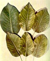 Magnesium deficiency in pear leaves
