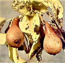 Iron deficiency (severe deficiency) in pear leaves