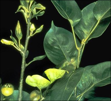 Zinc deficiency in pear leaves