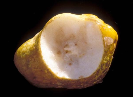 Boron deficiency in pear fruit