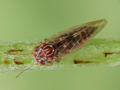 Adult of the pear psylla
