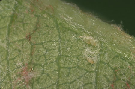 Eggs of pear psylla on the lower leaf surface
