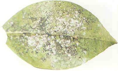 Sooty moths on a lemon leaf on honeydew larval excretions