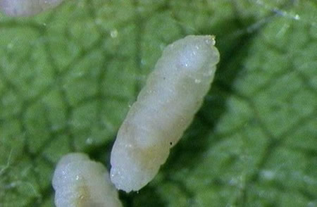 Pear midge eggs on a leaf