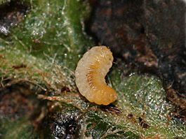 Yellowish pear midge larvae