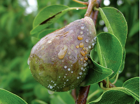 Fruit affected by the φire blight bacterium
