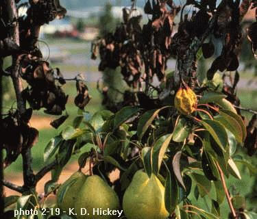 Pear tree affected by the φire blight bacterium