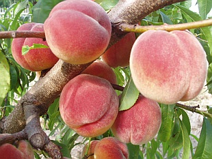 Peach fruits