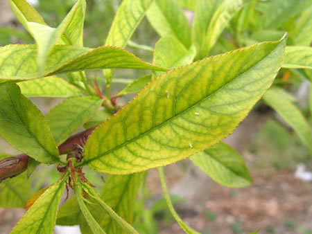 Iron deficiency in peach leaves