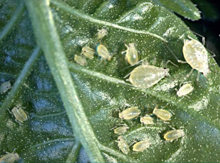 Aphid adults on a peach leaf