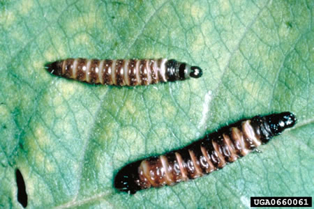 Larva of peach twig borer insect