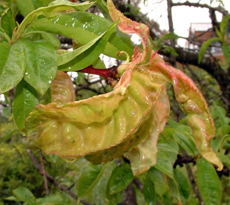 Peach leaf curl symptoms
