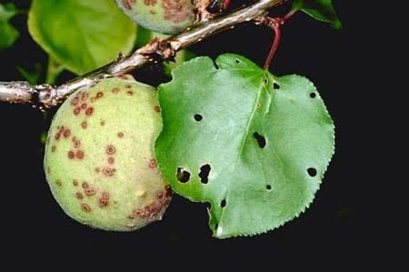 Symptoms of shot hole disease disease on peach fruit and leaf