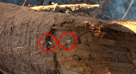 Flat headed borer larva on tree bark