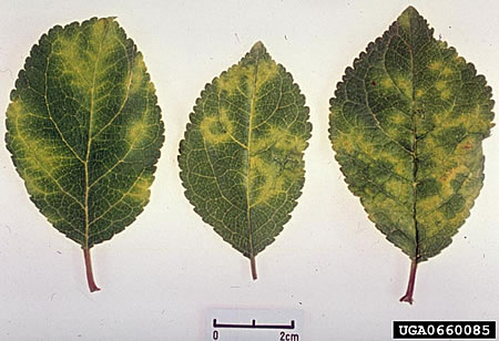 Plum Pox Virus (PPV) symptoms on plum leaves