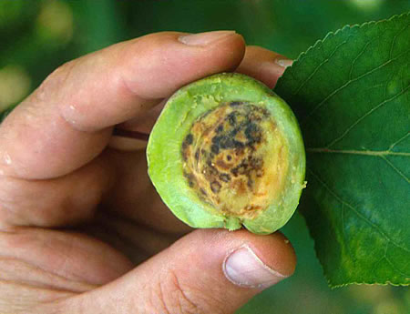 Symptoms of Plum Pox Virus (PPV) on apricot fruit