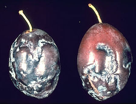 Symptoms of Plum Pox Virus (PPV) disease on plums