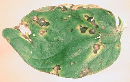 Symptoms of bacterial cancer in a tomato leaf