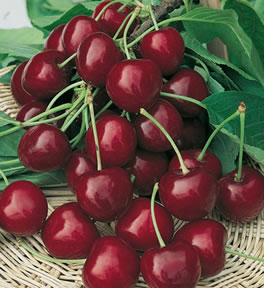 Cherries of the variety Bigarreau Burlat