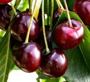 cherries of the Bigarreau Van variety