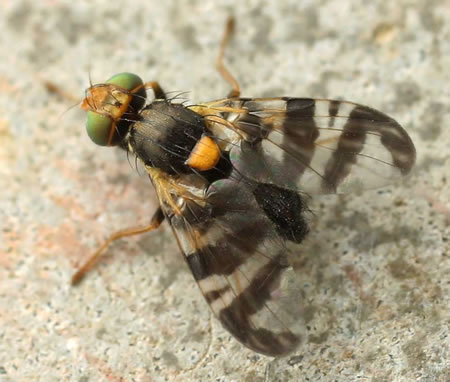 Adult of cherry fruit fly