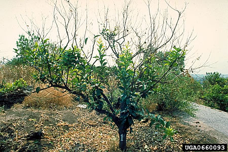 Lemon tree affected by Mal secco
