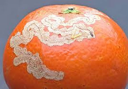 Orange damaged by Citrus leafminer