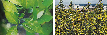 nitrogen deficiency on orange tree leaves