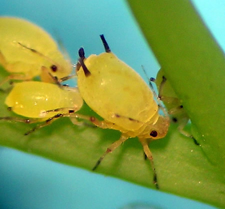 The green citrus aphid that resembles the aphid that attacks apple trees