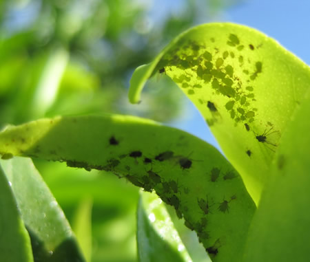 Colony of aphids on the lower leaf surface