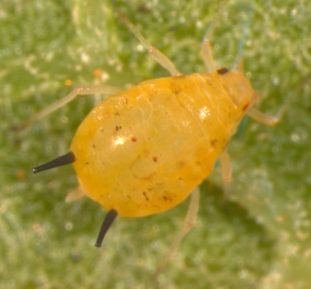 The aphid Aphis gossypii