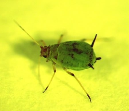 Adult of the green aphid