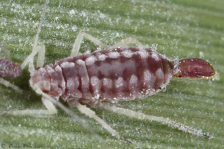 Adult individual of aphid of stone fruits