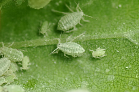 Adult of stone fruits aphid, showing the white coating on their body