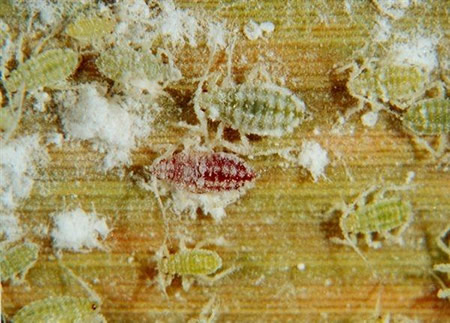 Adult stone fruits aphid together with minors
