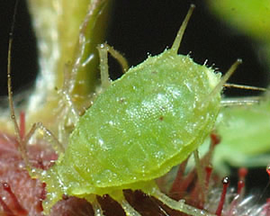The aphid Corylobium avellanae