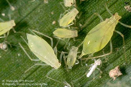 Greenish young potato aphid individuals
