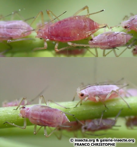 Young pink potato aphid individuals