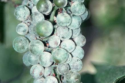 Powdery mildew of grapes